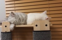 페르시안, 터키쉬앙고라 개냥이 남매 무료분양합니다.