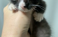 고양이 잘 키워주실분 (경기 안양)