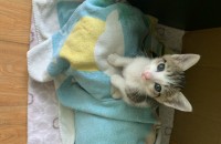 한달쯤 된 코숏 고등어 아기냥이 분양보내요