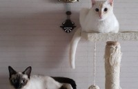 샴고양이무료분양