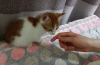 좋은 주인을 찾습니다.
