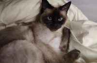 대소변 훈련 잘된 샴 여아예요