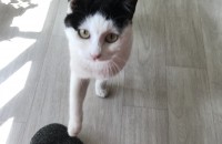 고양이 무료분양입니다.