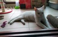 1년된 고양이 분양합니다 (전체물품포함)