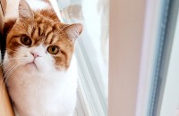 강원도 강릉시) 브리티쉬 숏헤어 성묘