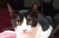 무료분양합니다(청주)