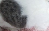 스코티쉬폴드 새끼 고양이 무료분양합니다  충북 제천