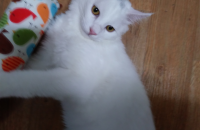 2살된 남자아이의 집사가 돼어 주세요