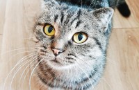 스코티쉬폴드 믹스묘 5살 입양보내요