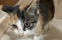 2개월추정 예쁜 삼색이 냥이 분양받아가세요