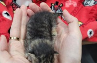 천안이구요 새끼고양이 키워주실분 찾아용 ㅠㅠ