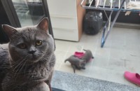 브리티쉬숏헤어블루 가정분양합니다.