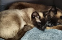 샴 고양이 남아,여아 분양합니다~