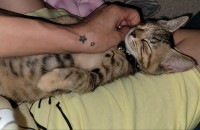 코숏여야 무료분양