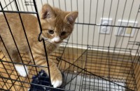 코숏 치즈냥 2개월 여아 무료 분양 합니다