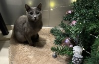 3살 러시안 블루 분양해요~