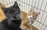 2개월 코리안 숏헤어 여아 아기고양이 2마리 무료분양합니다