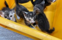 경기도 양주시 율정동 고양이 무료 분양합니다