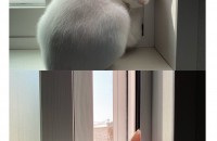 애교많고 겁많은 터키쉬 앙고라(남아) 입니다.