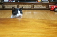 4살 코숏 무료 분양합니다!!