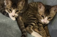 미성년자 고양이 입양