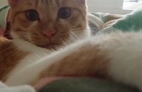 전북 전주시 8개월된 여자 아이 분양합니다.