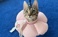 6개월 된 소중한 뱅갈고양이 분양합니다