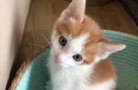 2개월 아기고양이 4마리 키워주실 분 찾습니다.