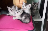 꼬양이 무료분양