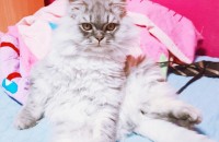 페르시안친칠라 생후일년 남아