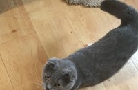 울산 고양이 2마리 같이 또는 1마리씩 분양보내요