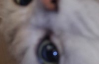 페르시안 고양이 입양하실분