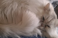 페르시안 고양이 무료분양