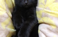 부산  올검 숏 남아 5개월