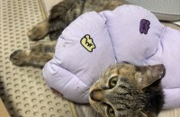 사람좋아 개냥이 돌콩이 평생가족 찾아요~