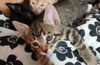 2개월된 코숏 아가들 분양합니다.