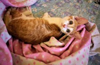 남아 4개월 노랑태비 분양합니다.