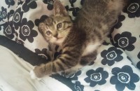 3개월된 코숏 아가들 분양합니다.