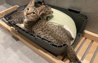 사랑스러운 아기 고양이 냉이와 달래의 새로운 가족을 찾습니다