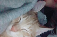 은평구 고양이 분양합니다..