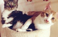 고양이 분양합니다.
