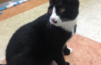 턱시도냥이의 좋은 집사분을 찾습니다