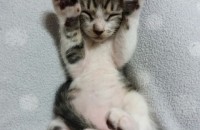 예쁜냥이2마리 무료분양(생후2개월)