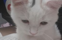 스코티쉬폴드 슽라이트 하양이 8개월 분양해요