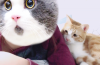 안녕하세요! 고양이 분양건으로 올립니다.