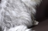 페르시만 친칠라 성묘 중성화o 경상북도 안동