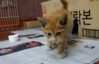 [부산/경남]1개월된 아기 고양이