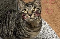 이사문제로 아이를보호할수없게되어 무료입양보냅니다 간식사료물통화장실모래 다드려요