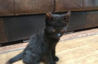 충북 청주 3개월 남아 블랙코숏 무료분양합니다