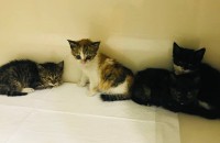 (부산 사하구) 떠돌이 개들한테 어미가 뜯겨죽고 아깽이 육남매나 남았어요.